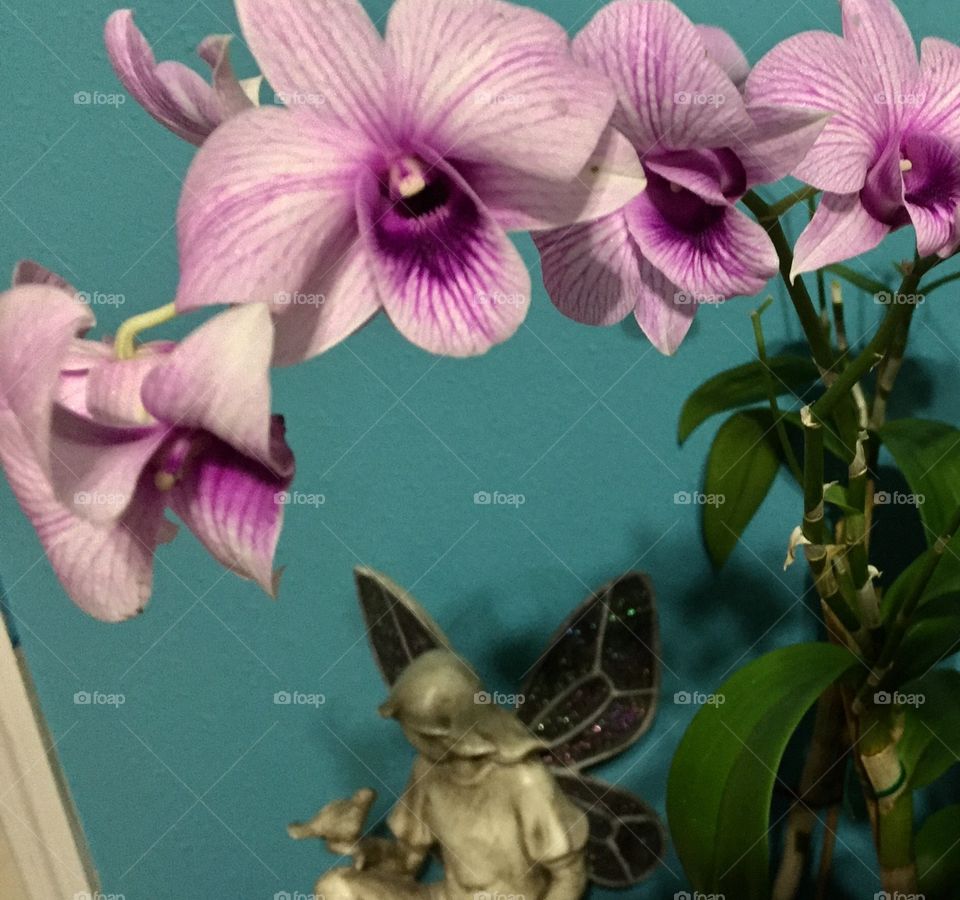 Orchids and angels
