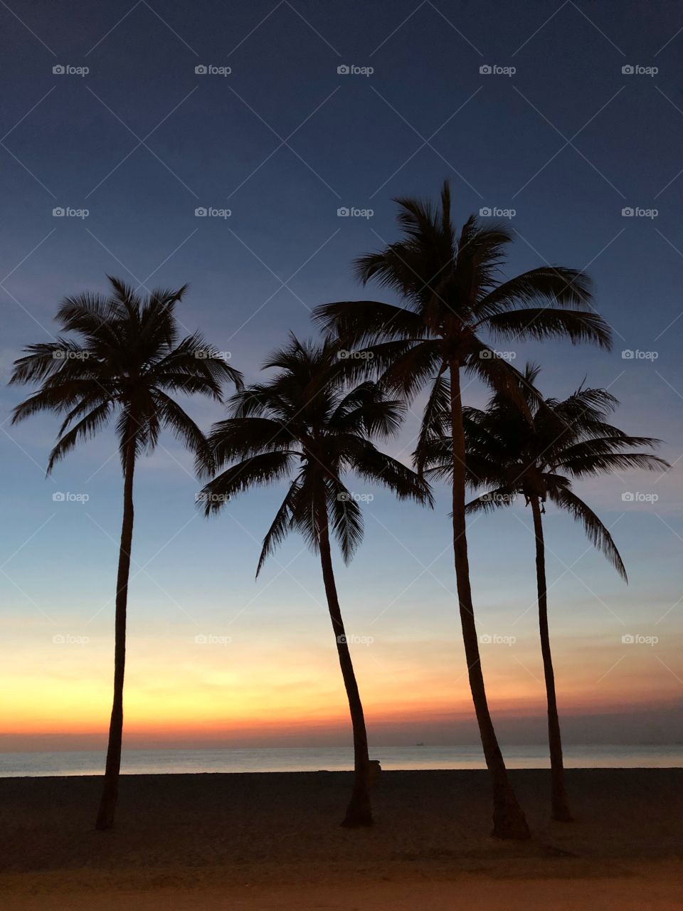 For silhouetted palm trees against the colorful  sunrise at Hollywood Beach Florida 