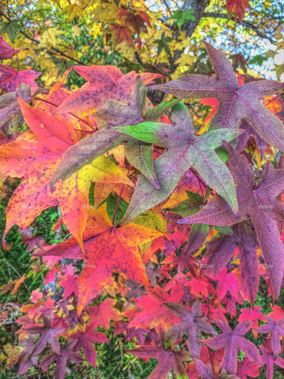 11-01-2015. More autumnal foliage 