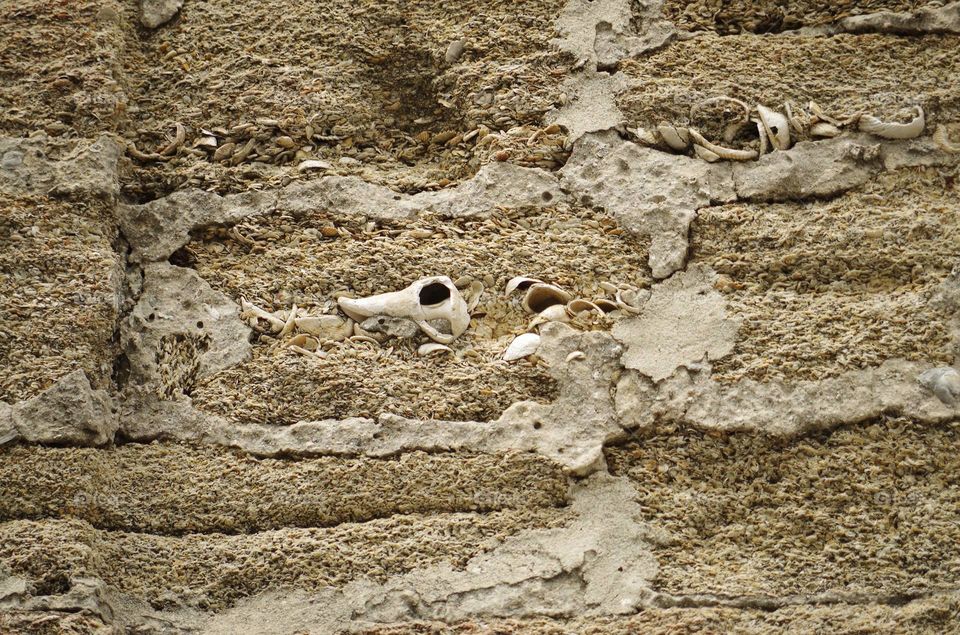 historic coquina shell wall