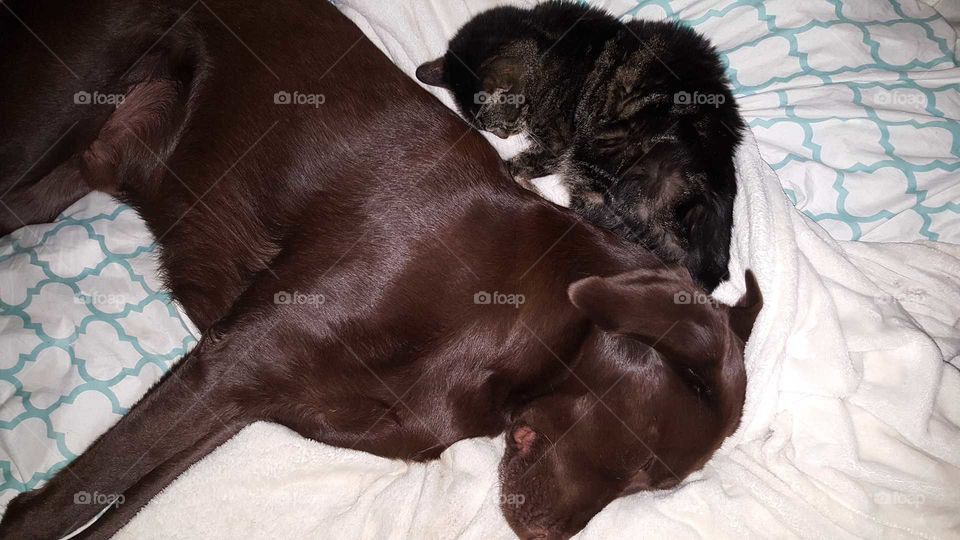cute snuggles with retriever and cat