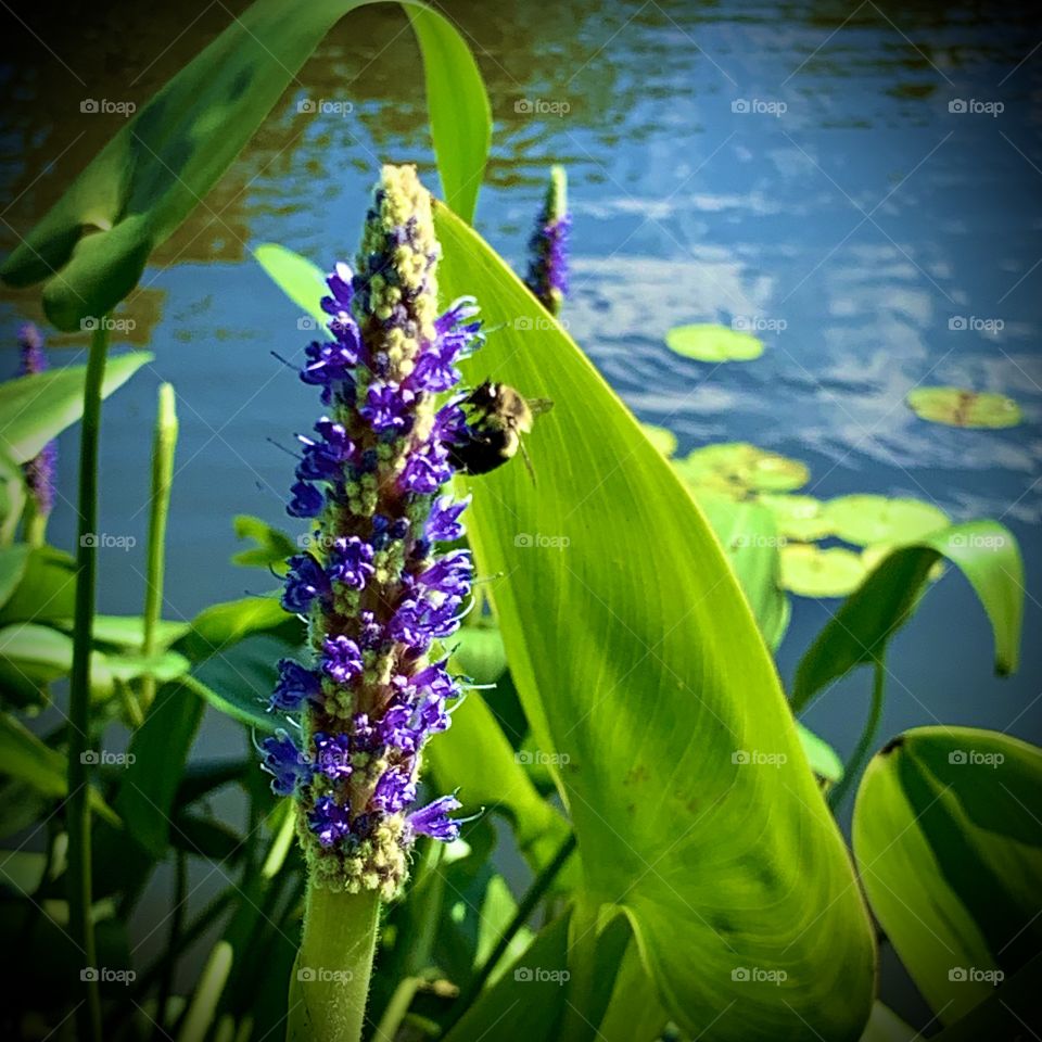 Bee pollinating a flower in Passaic, NJ
