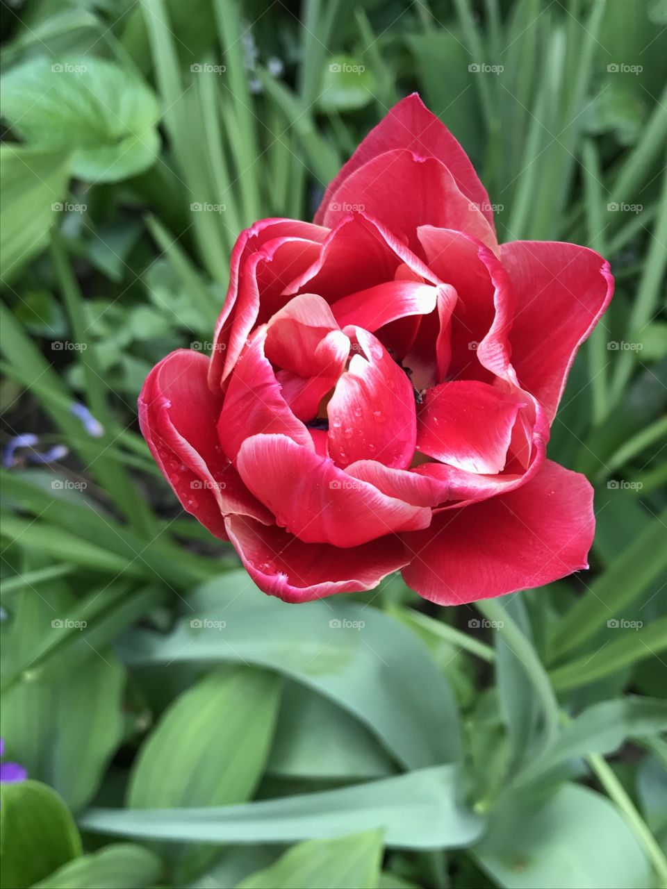 Red doubled tulip flower.