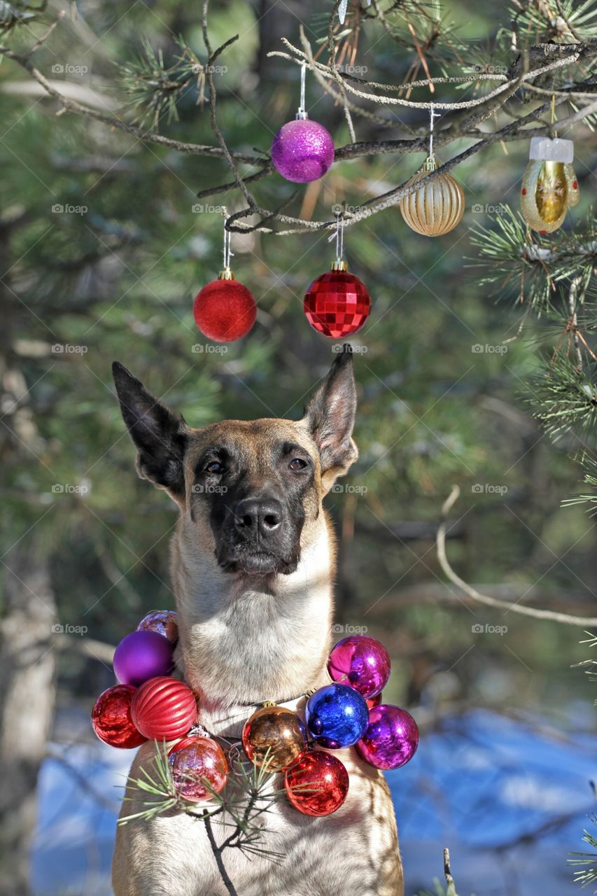 Christmas malinois