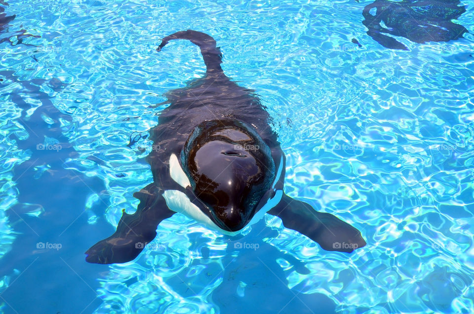 SeaWorld has announced they will be soon phasing out their famous killer whale shows.
