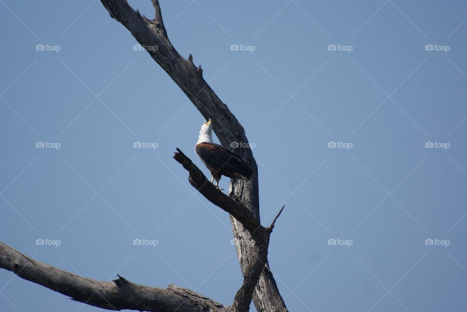 A fish eagle’s mating call caught on camera 