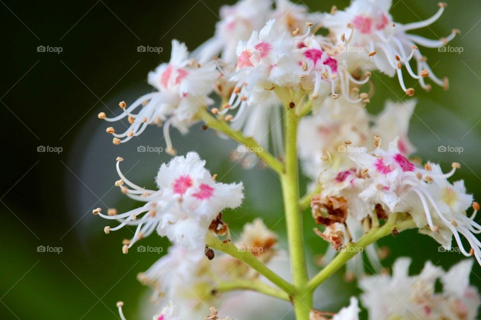 Beautiful flowers 