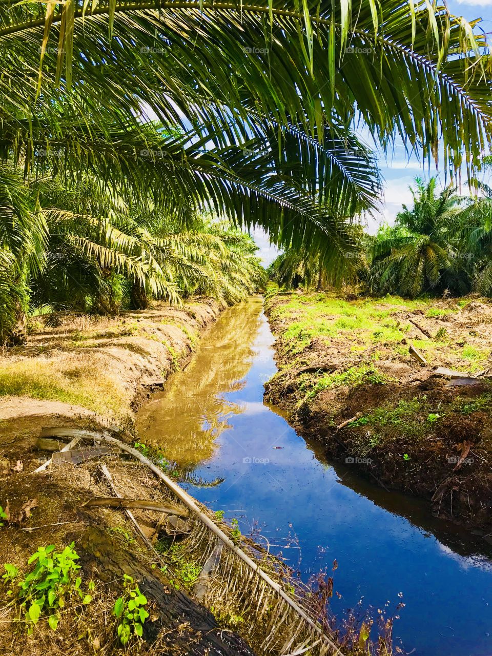 Telok Sena oil palm Plantation