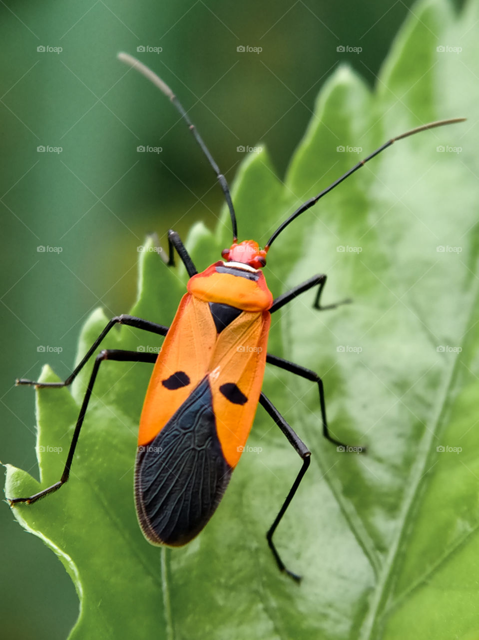 A red cotton stainer bug is foraging on the leaf. The bright orange color is very pretty.