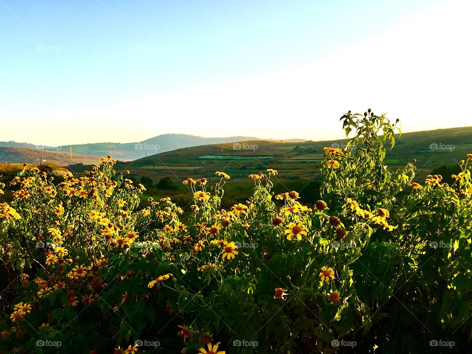 Sunflower field under the summer sun