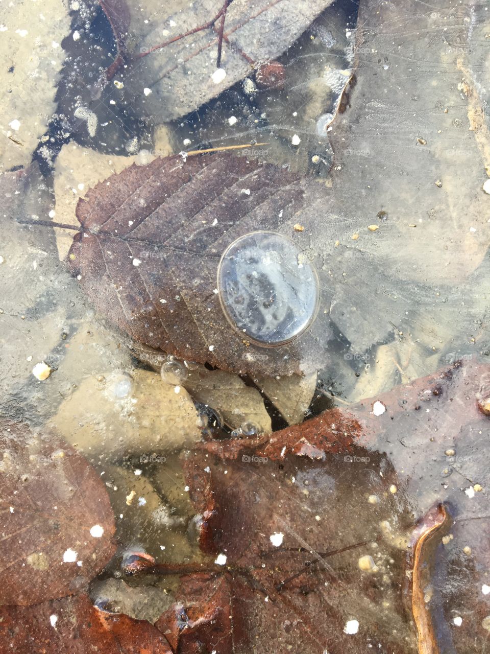 Leaf stuck under frozen puddle of water