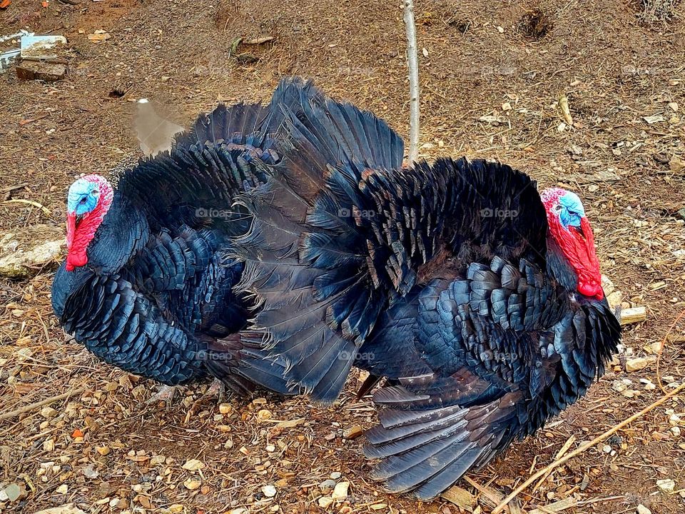 Double turkey