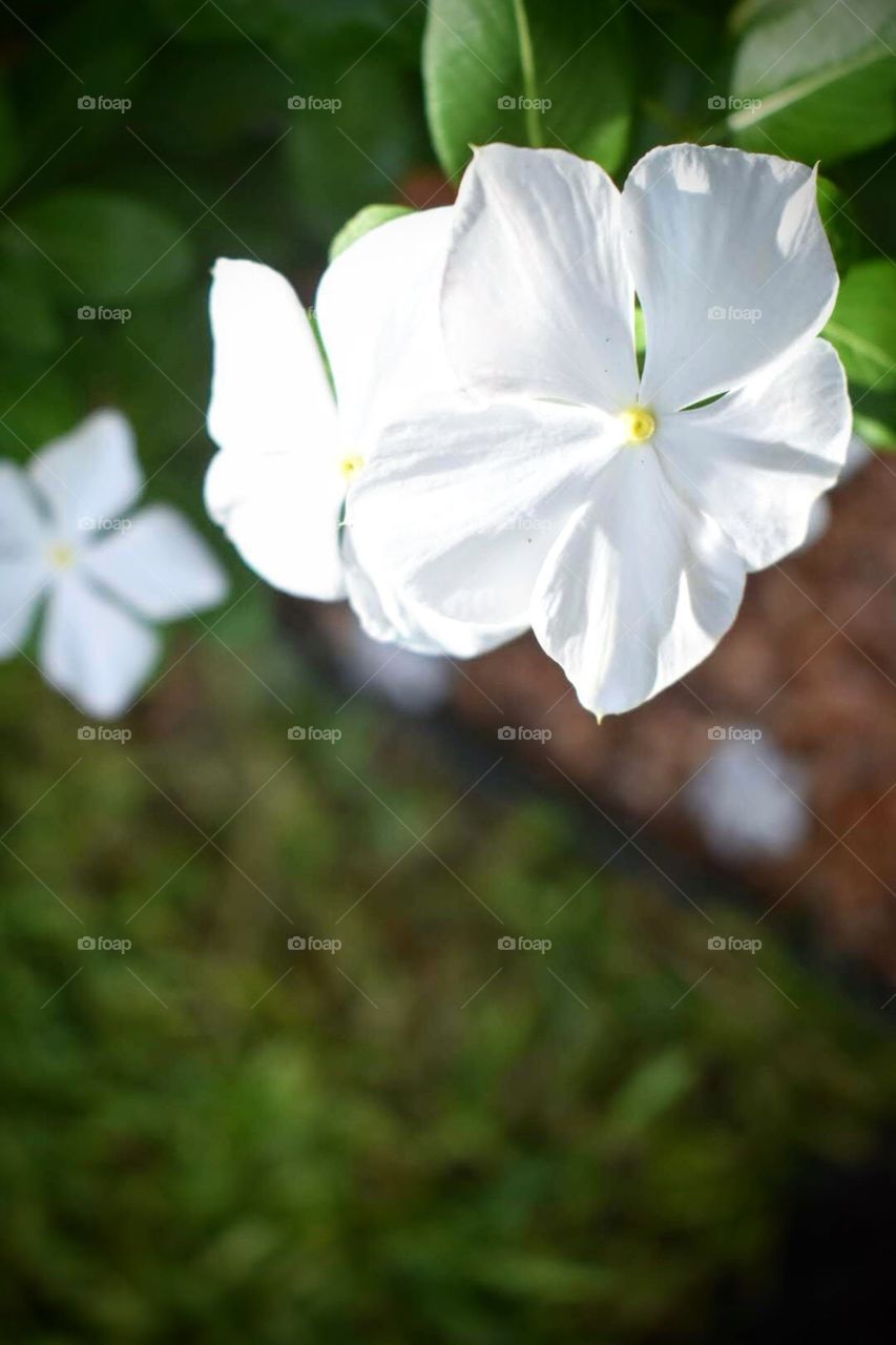 Beauty is all around. Taking the time out to appreciate the details of it makes it even more special and memorable.