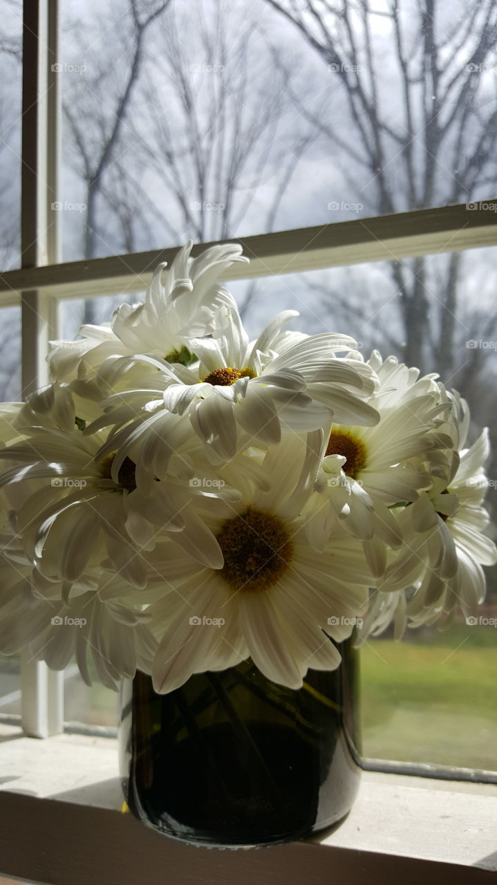daisy window