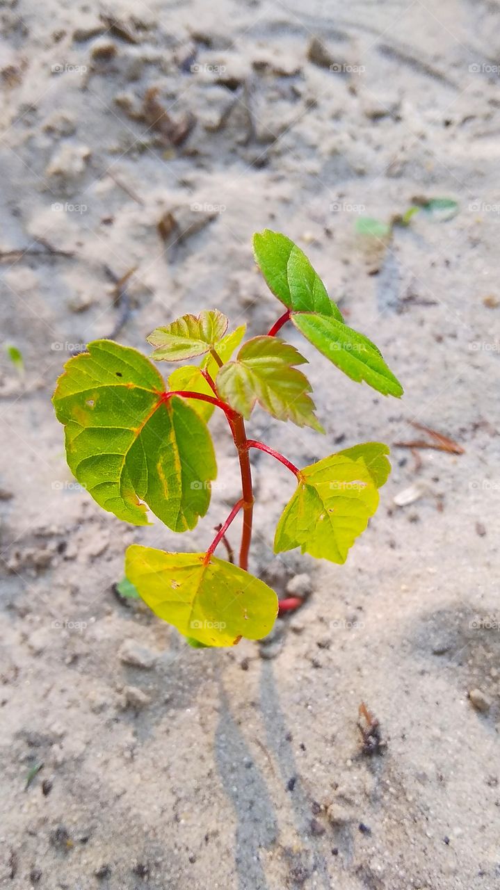 Small maple grows on sandy soil