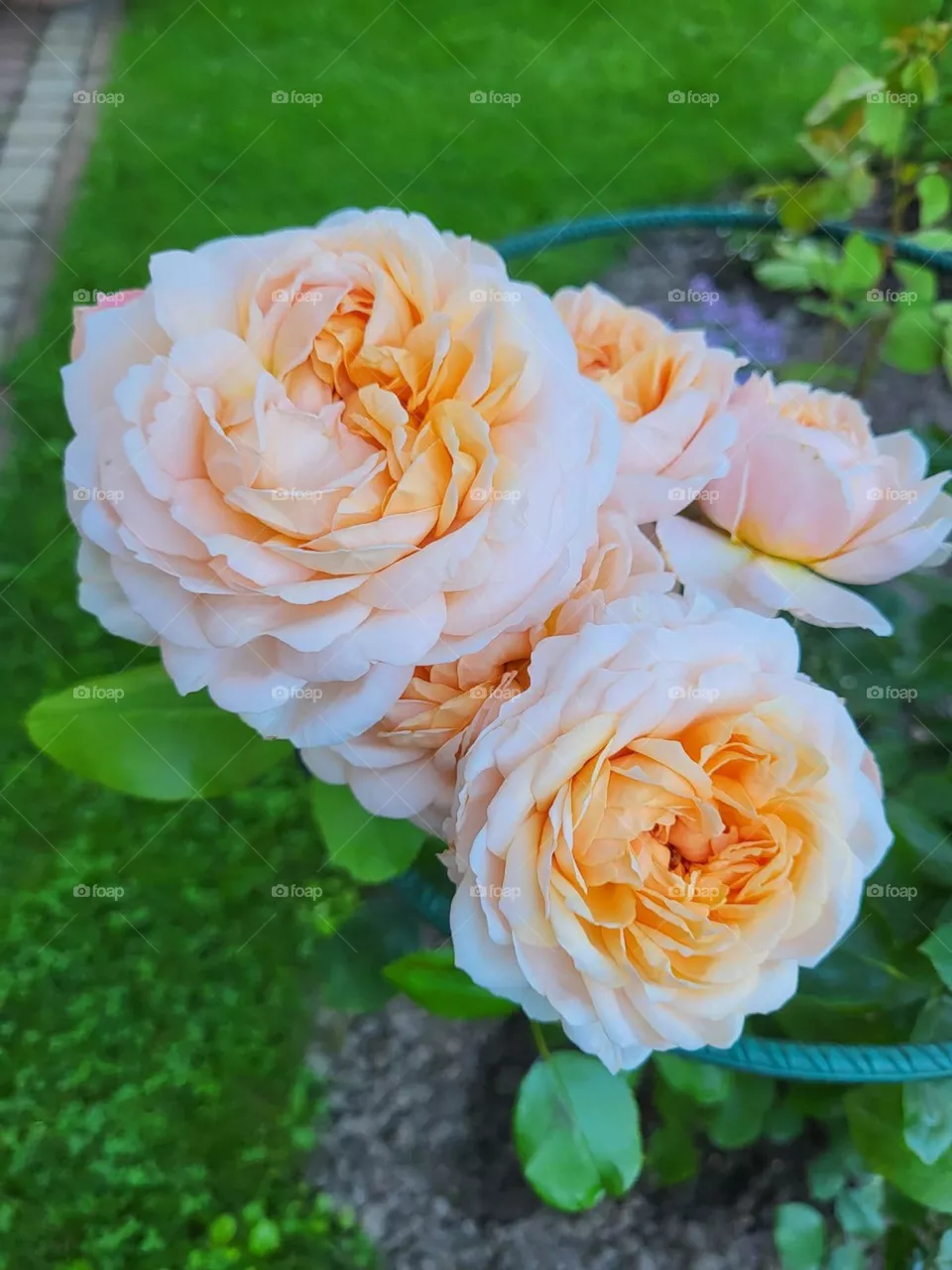 beauty of roses