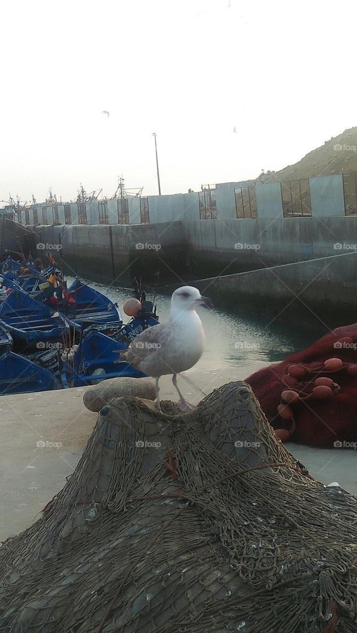 wonderful seagulls standing on wall.