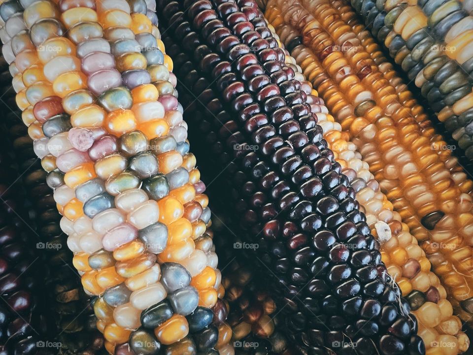 Colorful Indian corn 