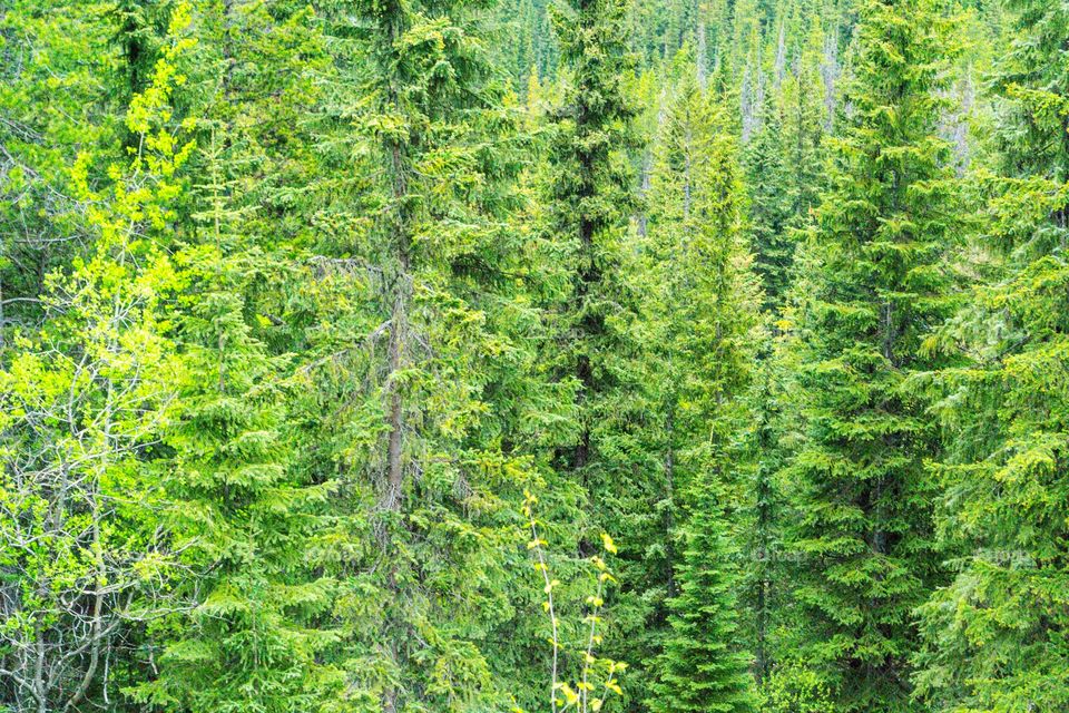 Evergreen pine trees conifers I. The Rocky Mountains Canada, closeup background or wallpaper 