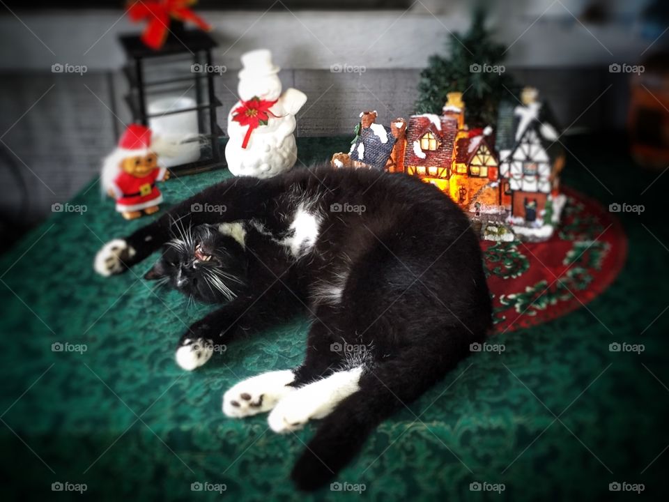 Black and white cat is enjoying the Christmas 