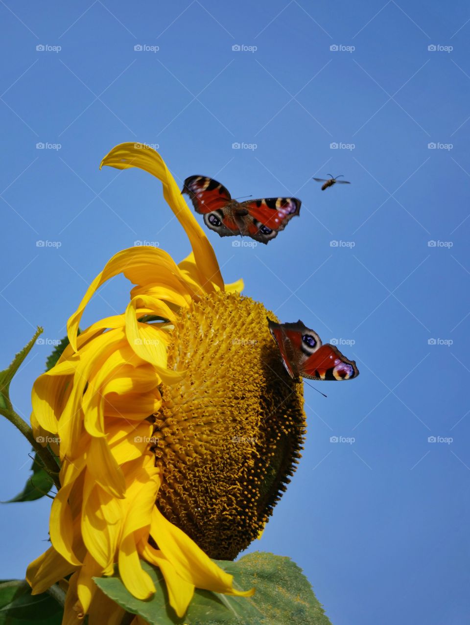 Insects searching for nectar