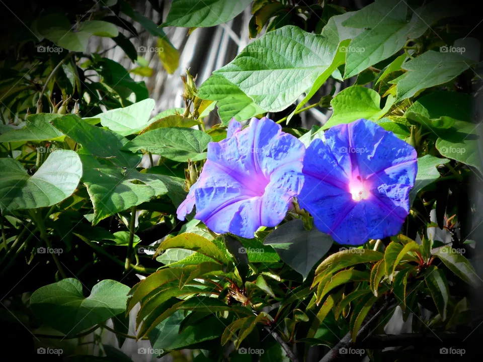 Blue morning flowers on the Italian island of Ischia