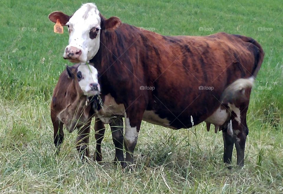 Close-up of cow and calf