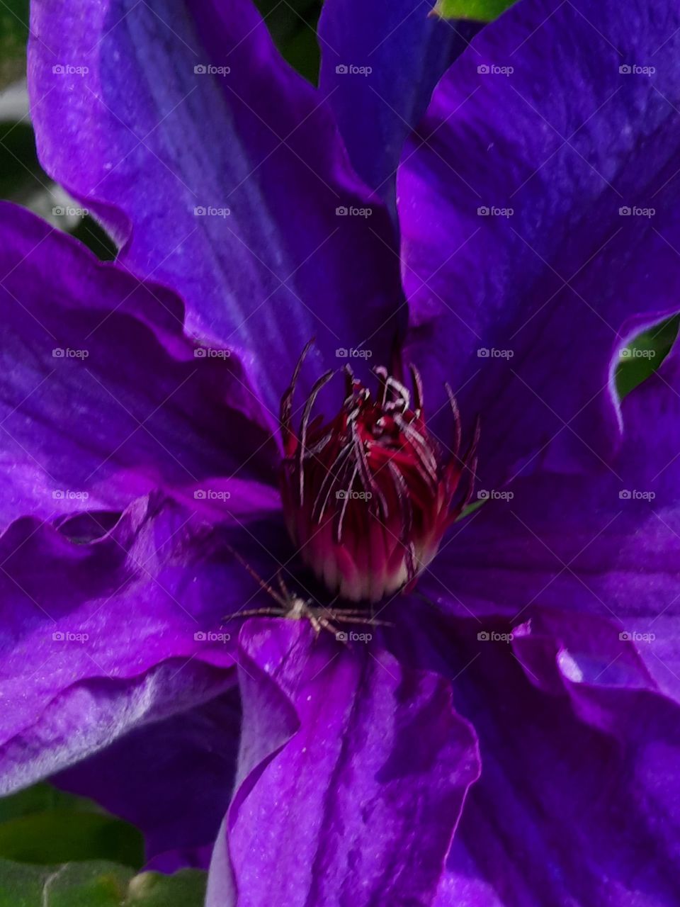 close-up  of purple clematis