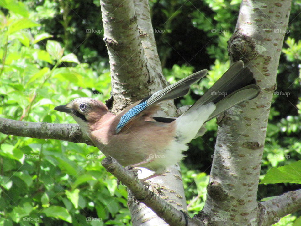 Jay perched in a cherry tree