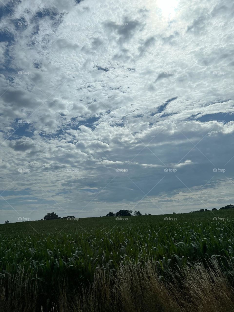 Looking over a corn field. 