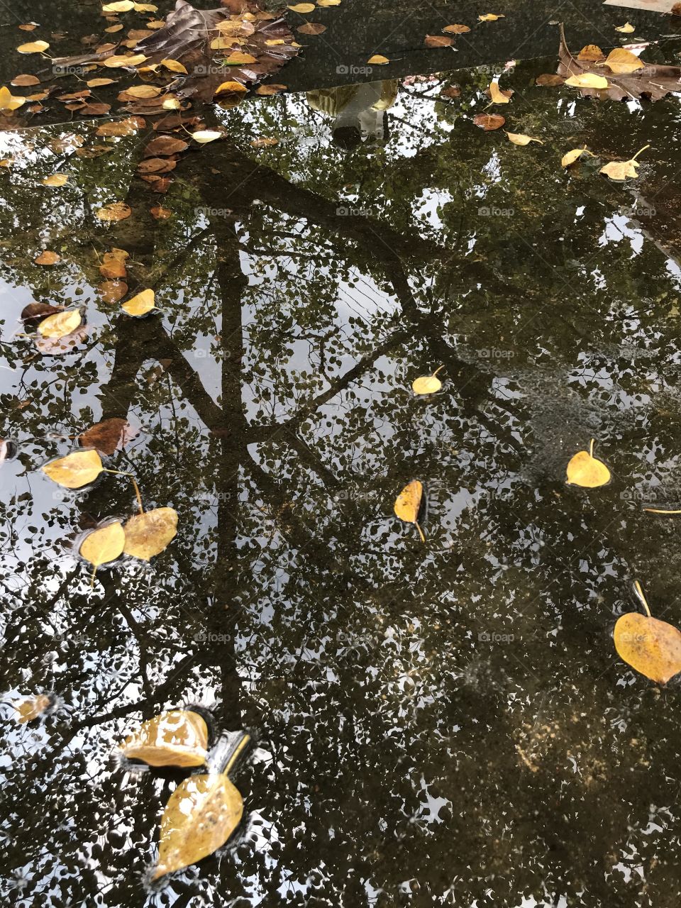 Beautiful shadow in water