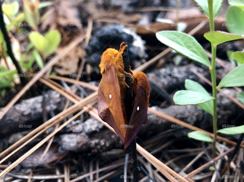 Mating pair of rusty orange colored moths in Green Swamp, NC