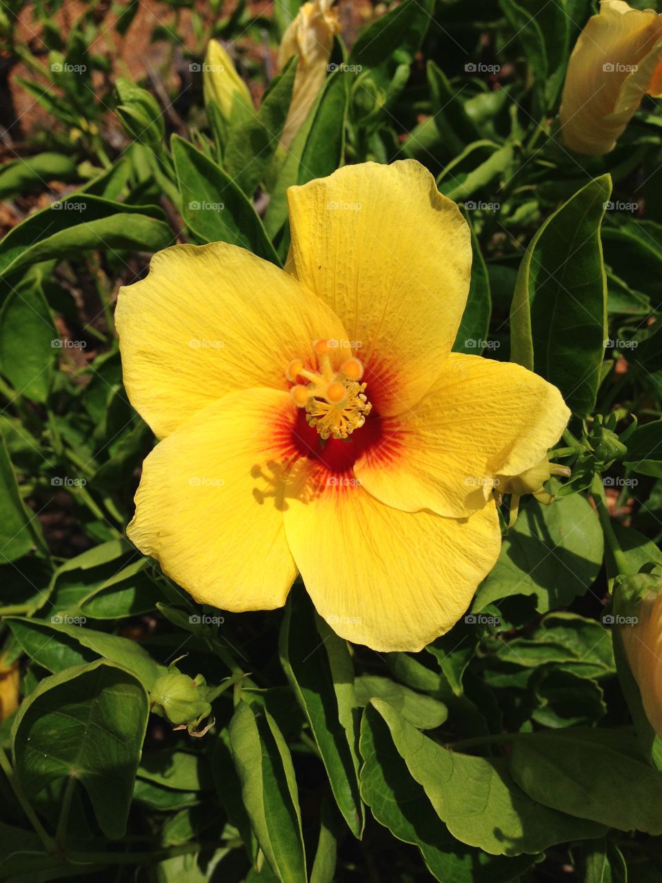 Tropical Hawaiian flower