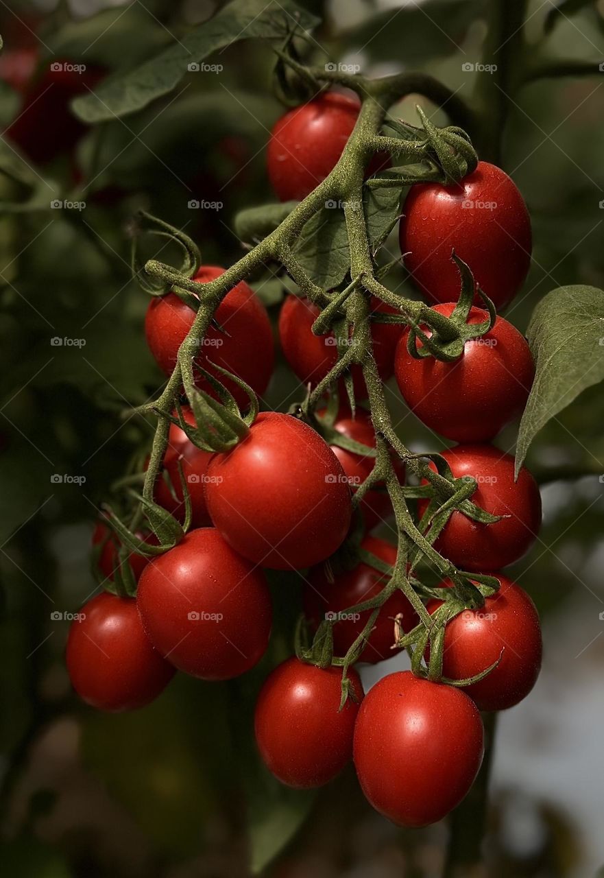 Complementary colors 