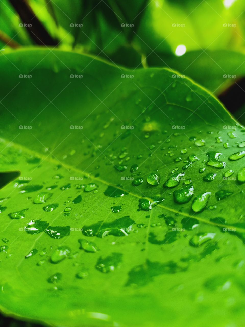 The part of nature are green!