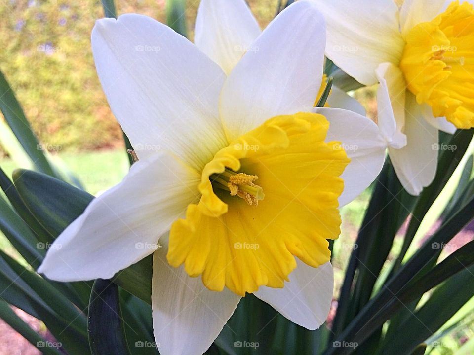 White and yellow Daffodils 
