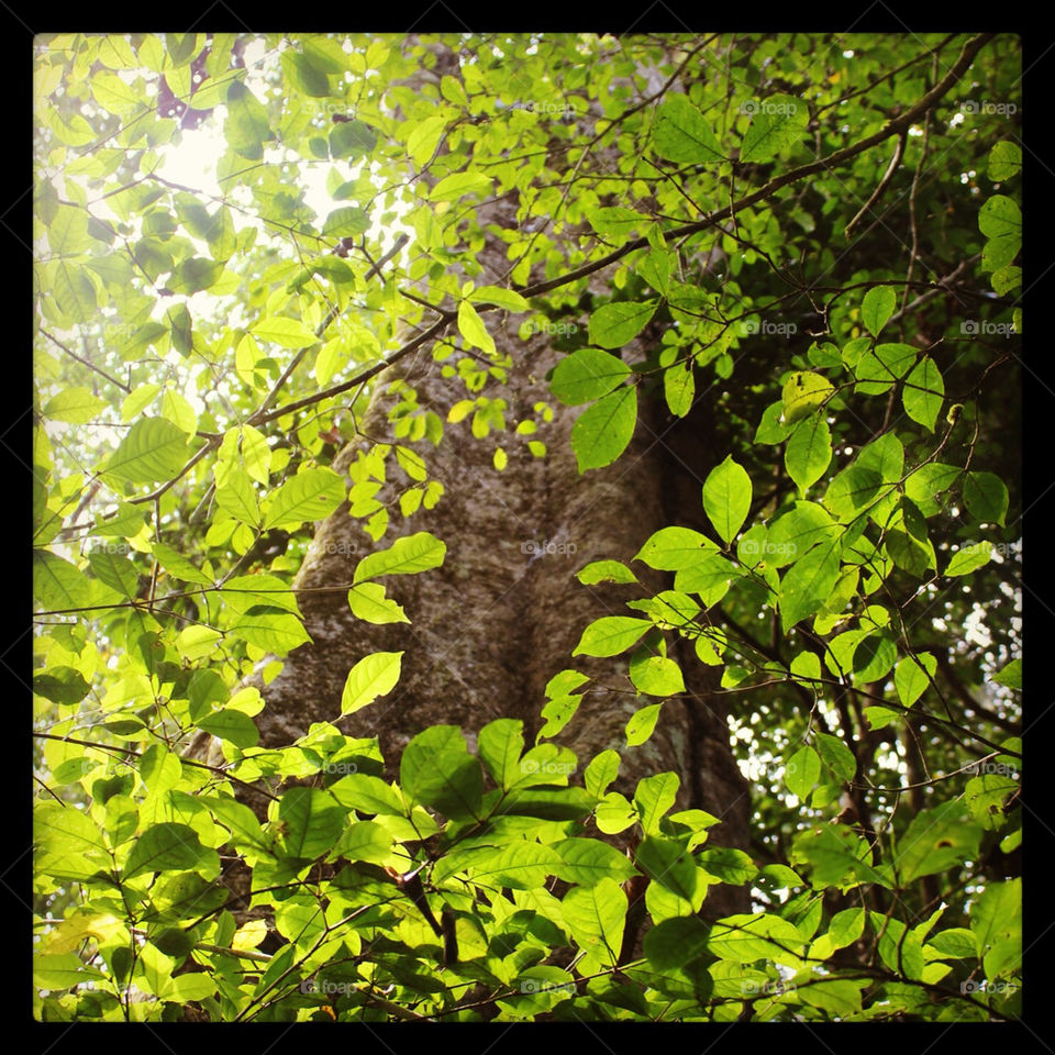 Light through the trees