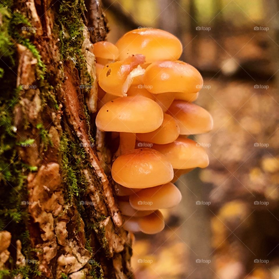 fungus amungus