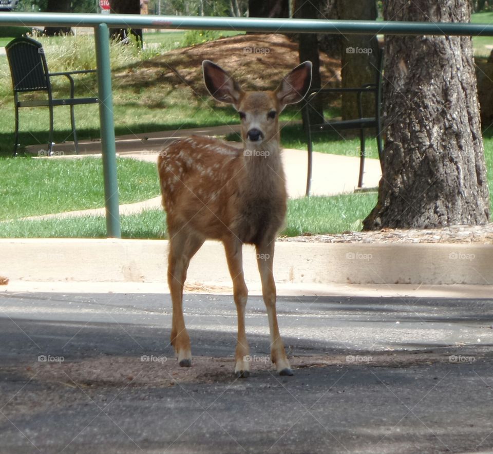 Baby Fawn