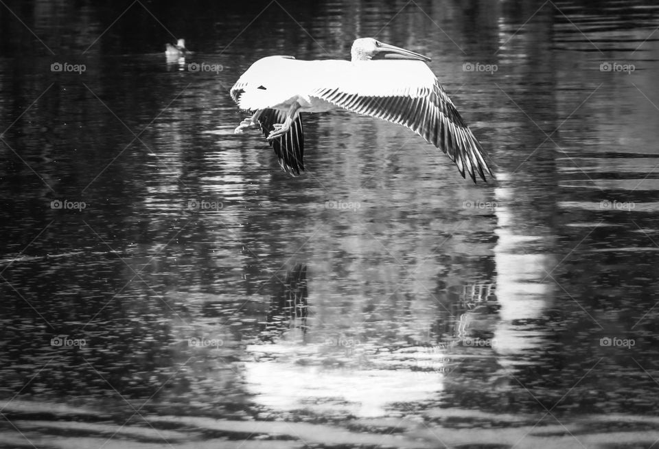 Black and white photo of a pelican flying over the lake with its reflection in the water 