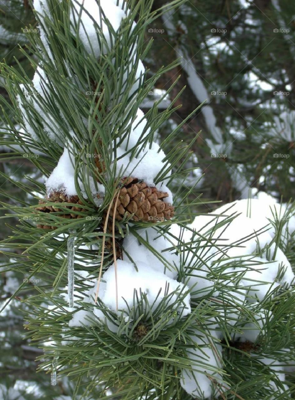 Pine tree, pinecone, snow, winter
