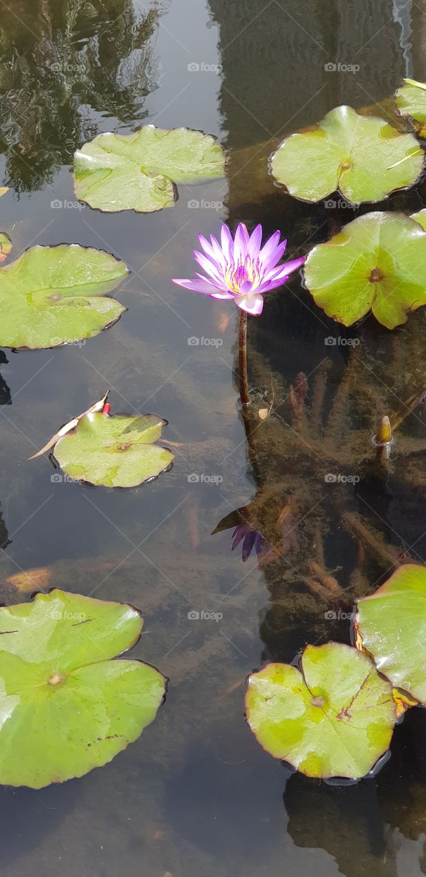 The water lotus!