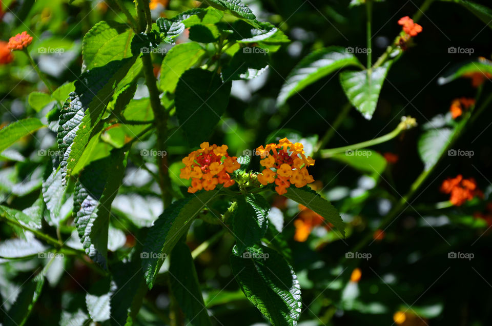 The orange flowers in the garden