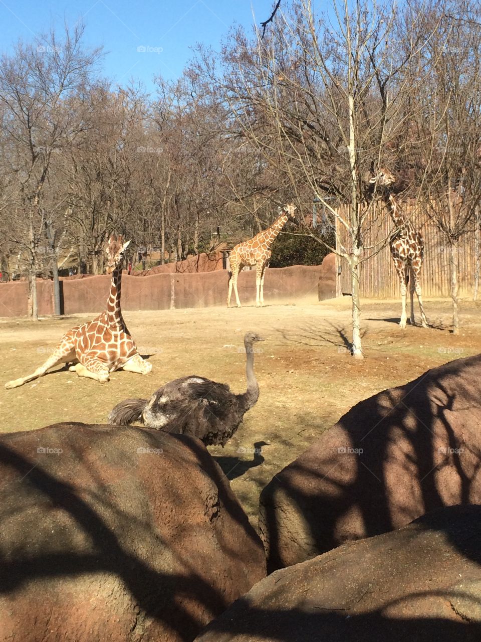 Mammal, No Person, Tree, Park, Outdoors