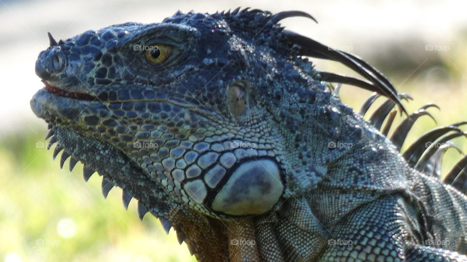 Iguana of the day . . . I think I will call him Spike