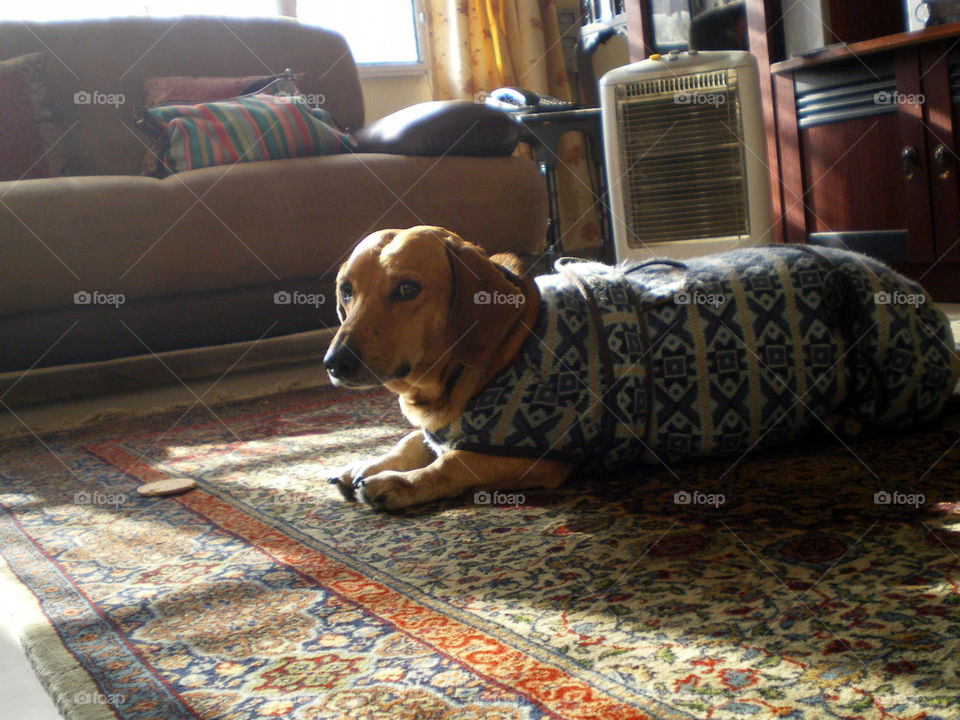 A winter day with my favourite dog and sunshine.