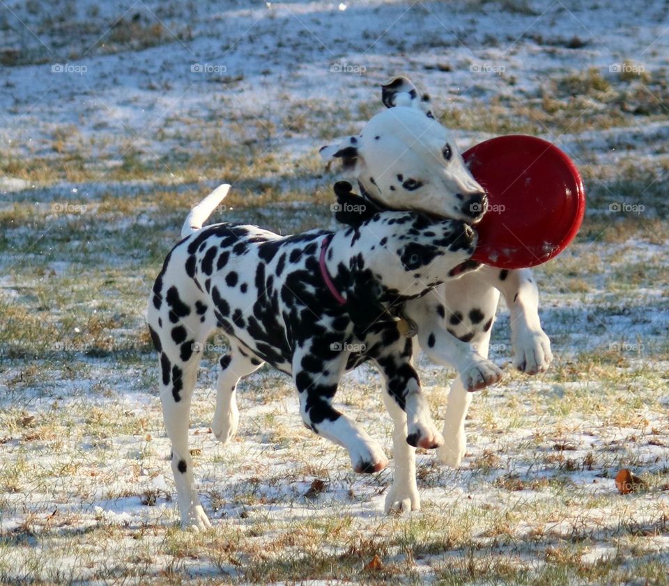 Dogs playing on field in winter