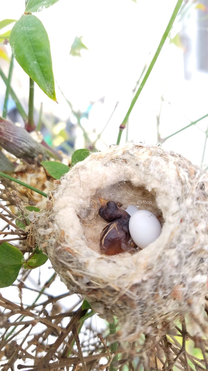 Hatched hummingbird chicks