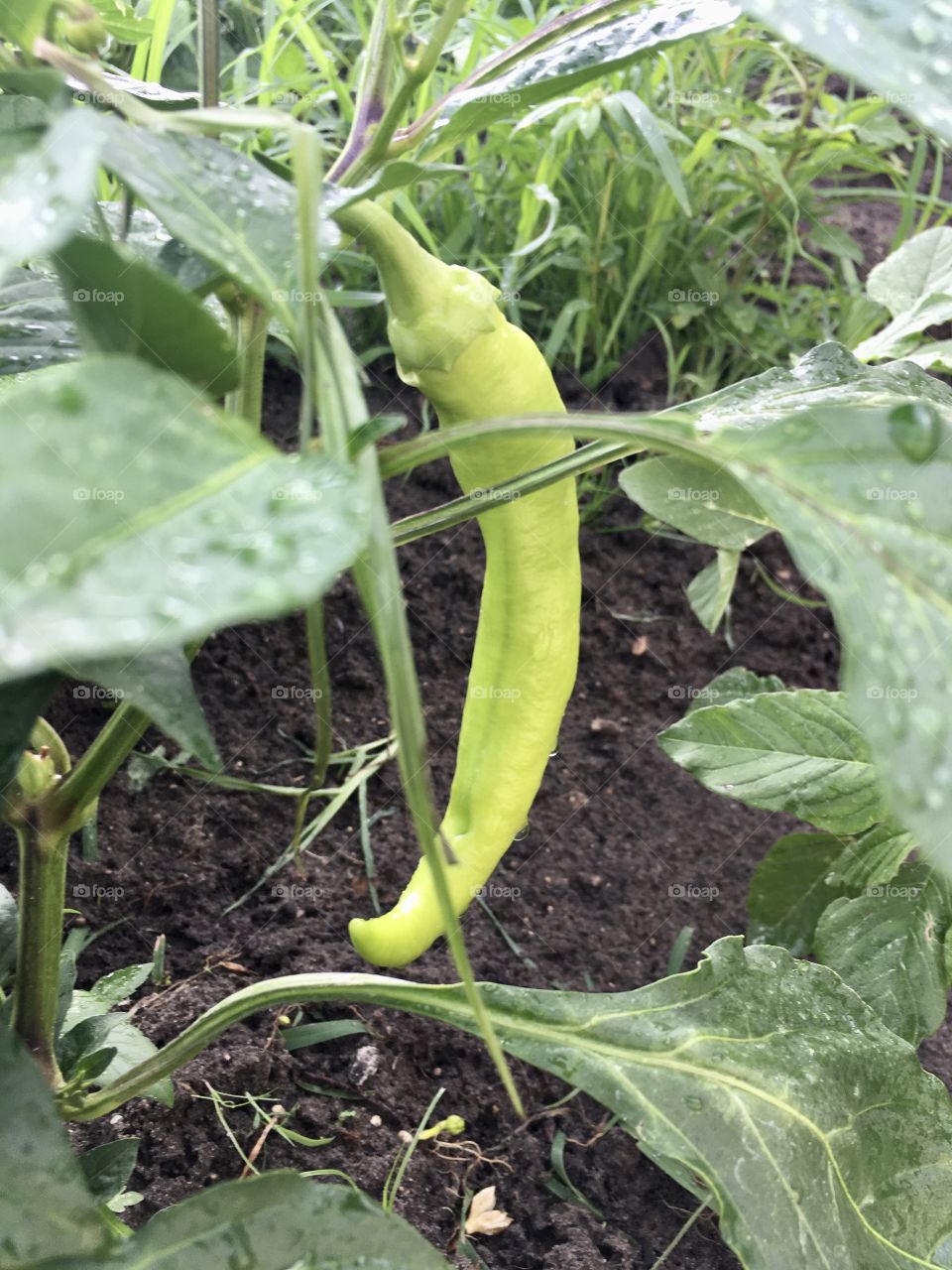 Growing pepper in a wet green garden