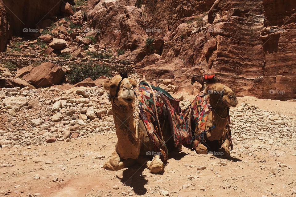 Camels sitting in the desert
